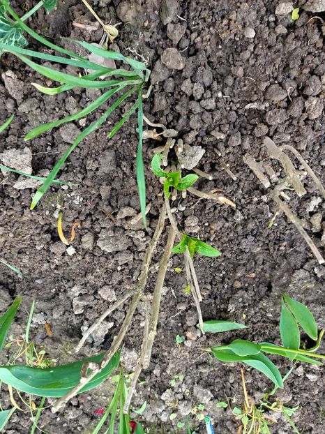 Img.2023.05.08 - X-Hortensia