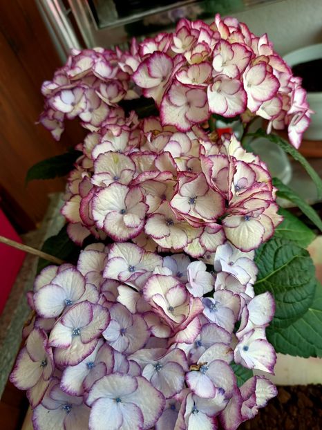 Img.2023.05.25 - X-Hortensia