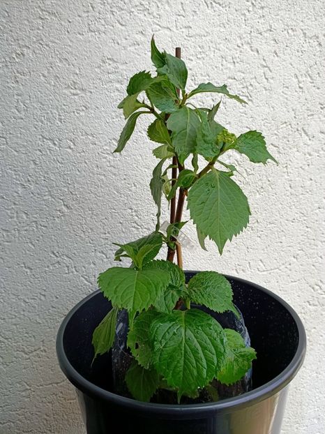 Img.2023.05.25 - X-Hortensia