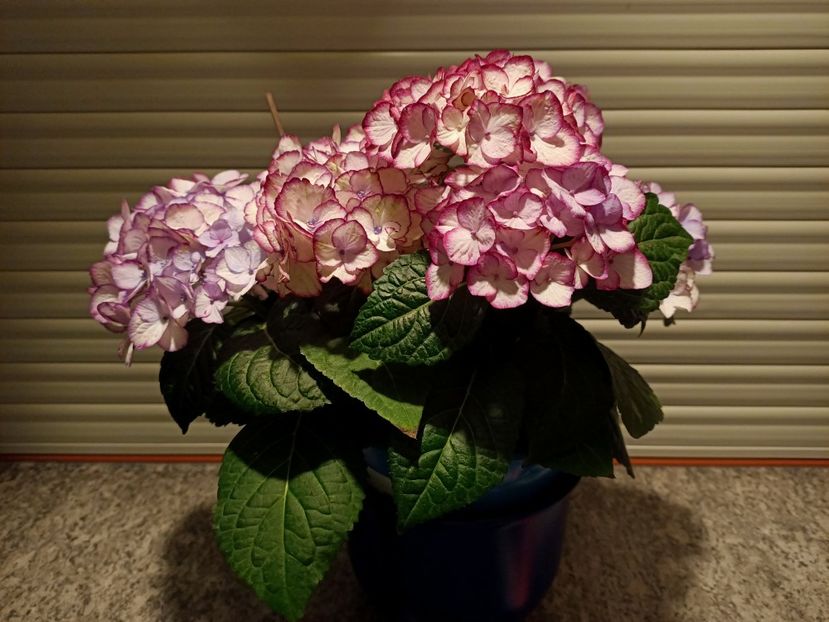 Img.2023.05.29 - X-Hortensia