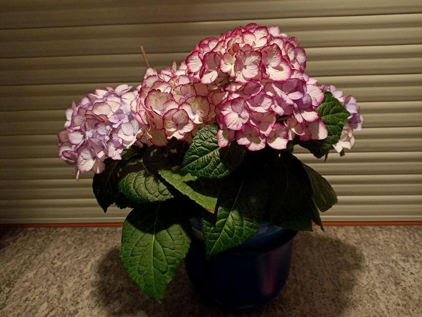 Img.2023.05.29 - X-Hortensia