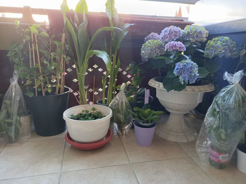 Img.2023.06.02 - X-Hortensia