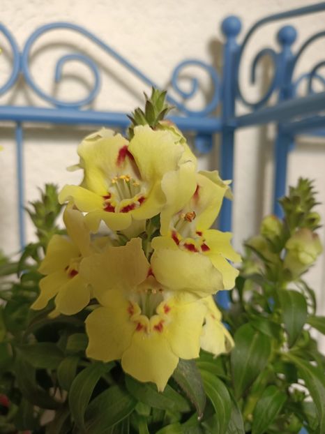 Img.2023.06.11 - X-Hortensia