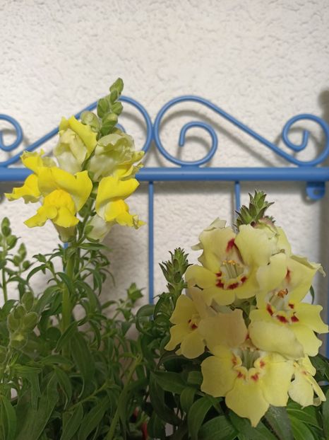 Img.2023.06.11 - X-Hortensia