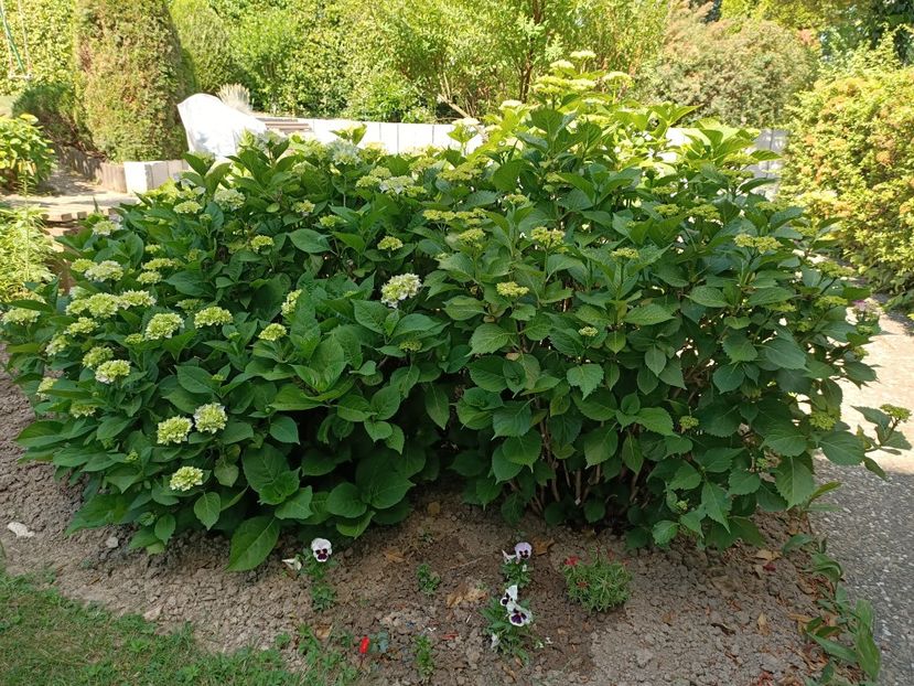 Img.2023.06.12 - X-Hortensia