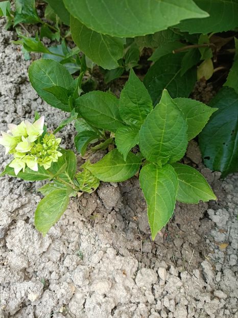 Img.2023.06.12 - X-Hortensia