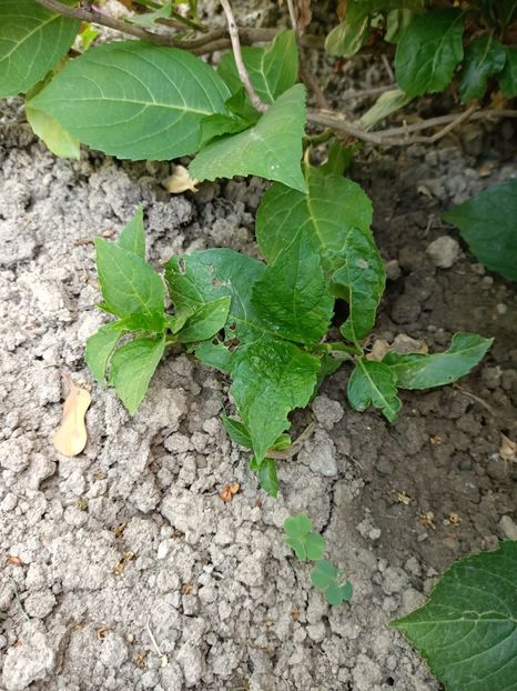 Img.2023.06.12 - X-Hortensia