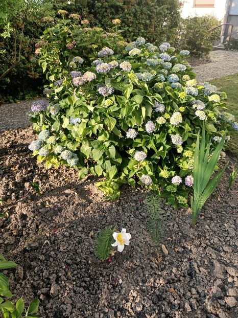 Img.2023.06.19 - X-Hortensia