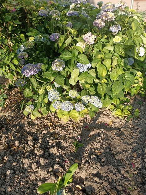 Img.2023.06.19 - X-Hortensia