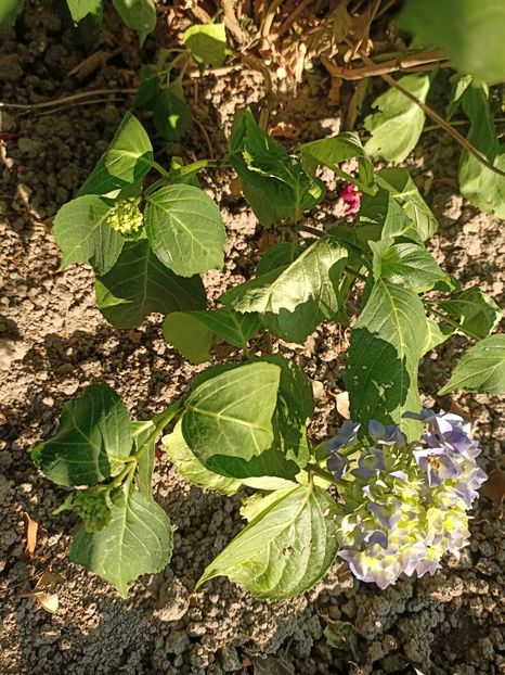 Img.2023.06.19 - X-Hortensia