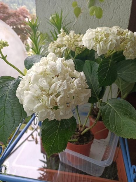 Img.2023.06.21 - X-Hortensia
