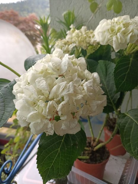 Img.2023.06.21 - X-Hortensia