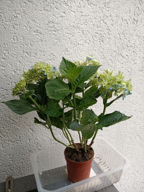 Img.2023.06.22 - X-Hortensia