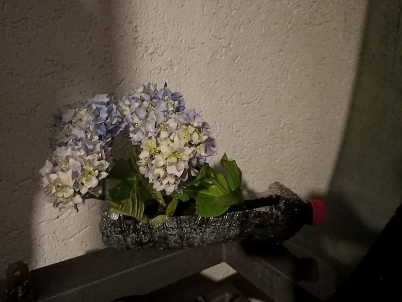 Img.2023.06.23- crenguțe rupte - X-Hortensia