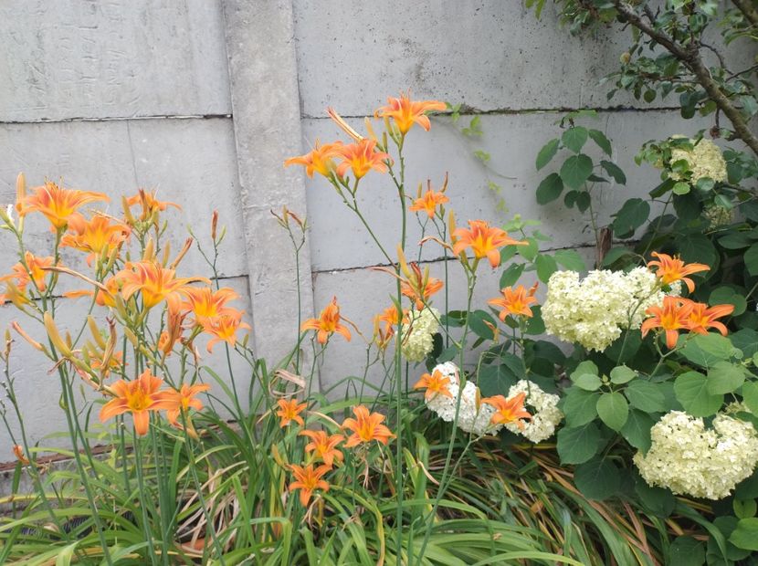  - Flori de gradina-2023