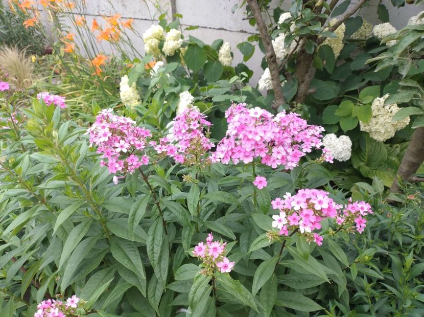  - Flori de gradina-2023