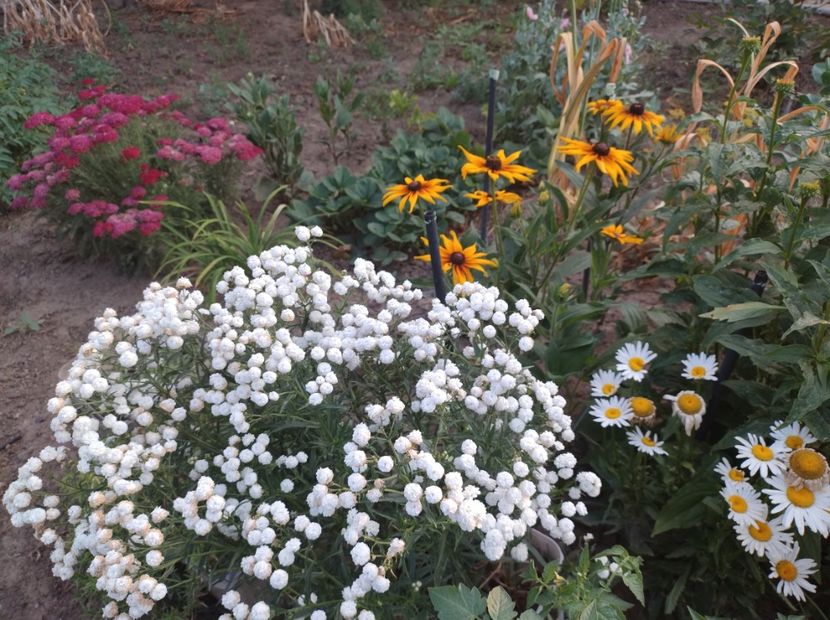  - Flori de gradina-2023