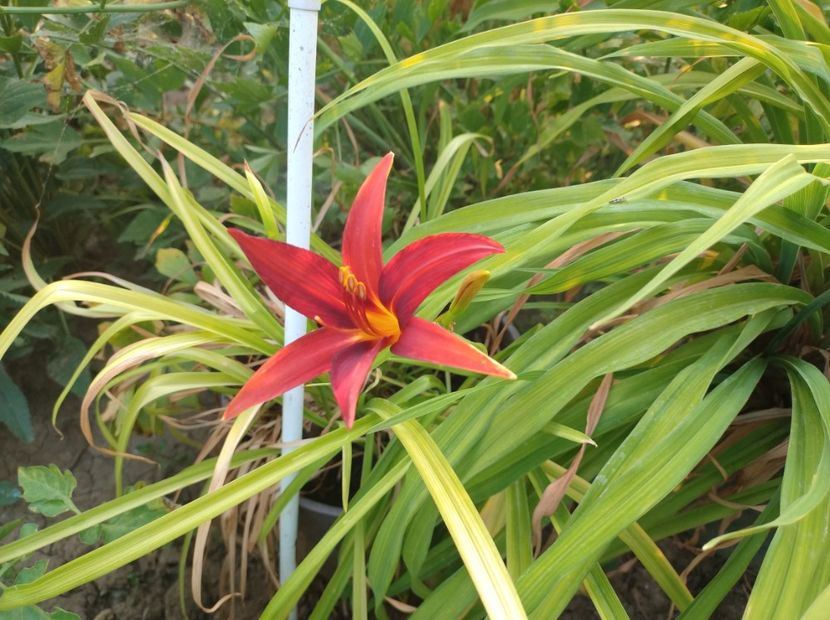  - Flori de gradina-2023