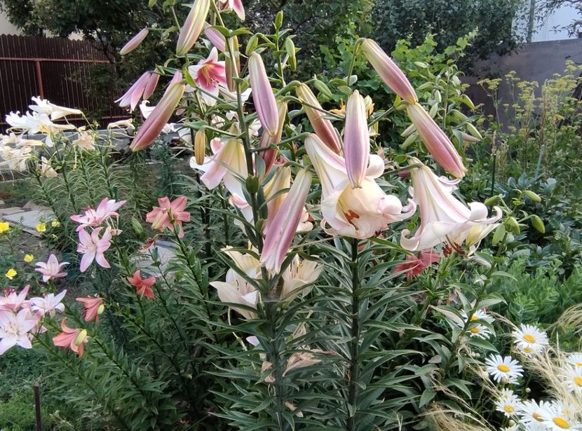  - Flori de gradina-2023