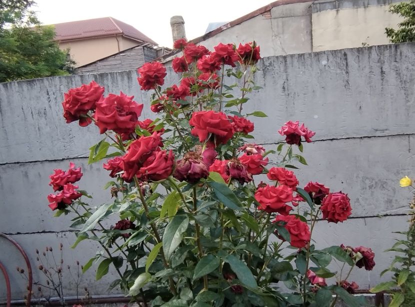  - Flori de gradina-2023