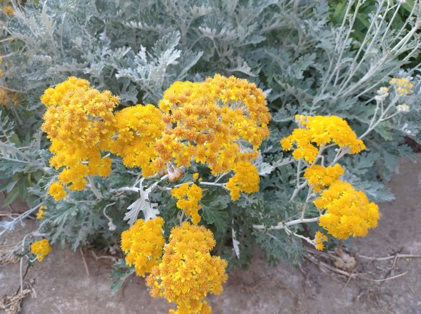  - Flori de gradina-2023