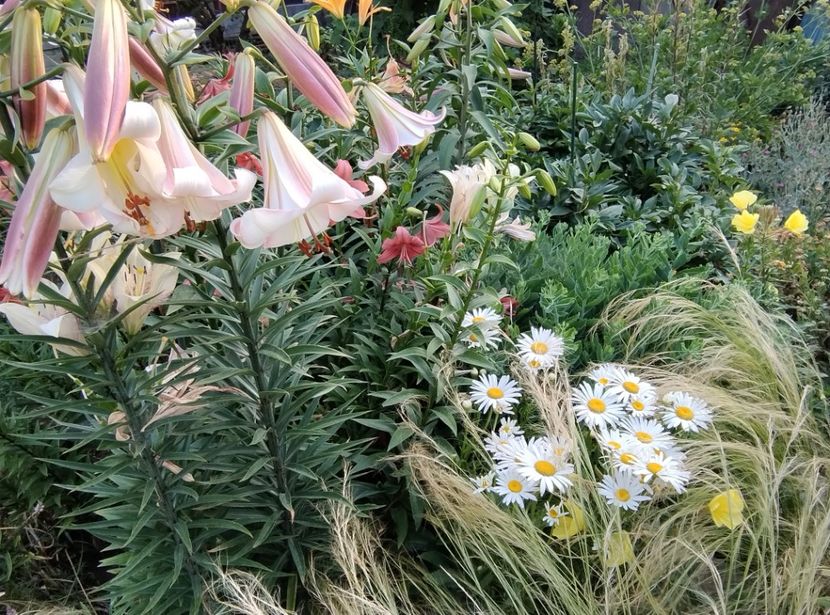  - Flori de gradina-2023