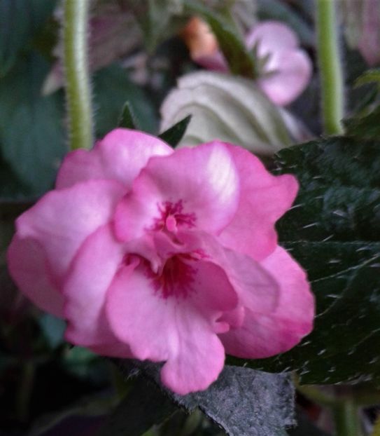  - 000014 ACHIMENES