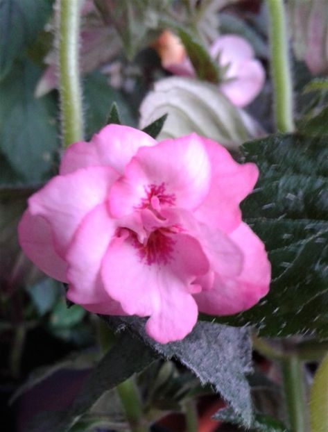  - 000014 ACHIMENES