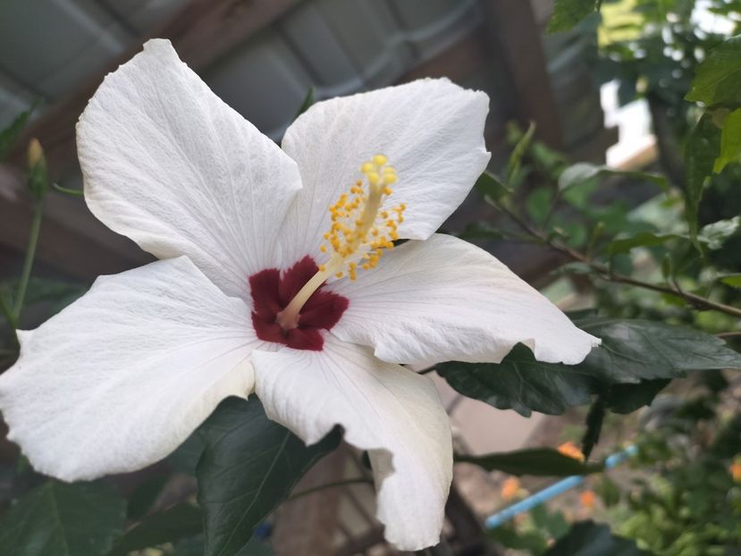IMG20230628192943 - hibiscusi