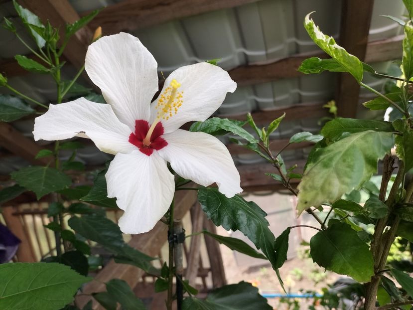IMG20230629134325 - hibiscusi