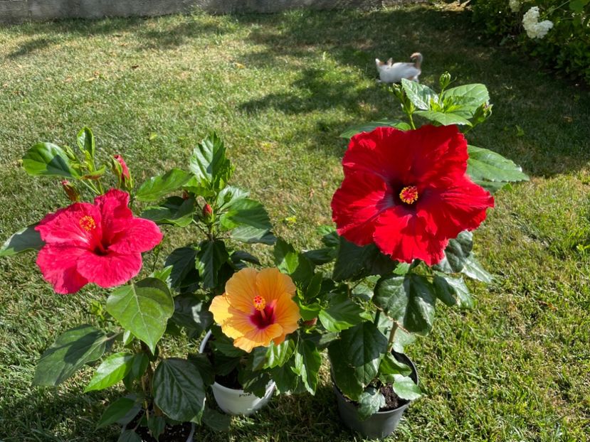 47809365-70CC-44D7-A3B4-573CA41F0F46 - Orange - Roz - Rosu