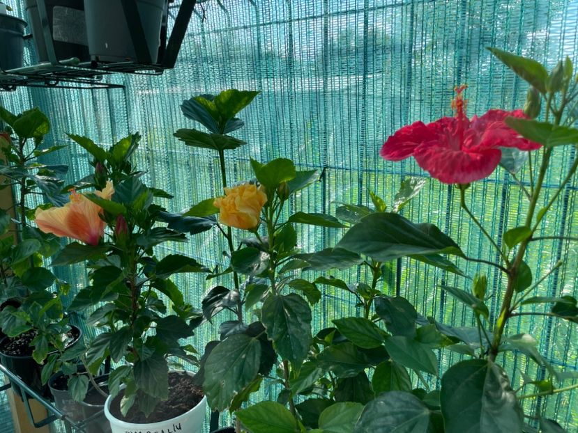 F684A46E-D96A-43C4-A924-D9CC3BF680AE - 001 - Hibiscusi