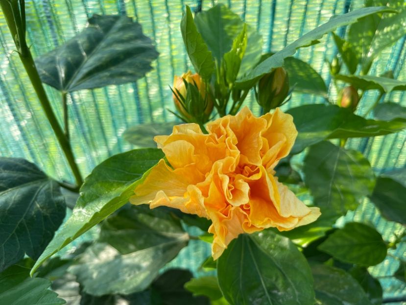 E3D4D207-A1A5-4D4B-9F9F-82052D3AFF29 - 001 - Hibiscusi