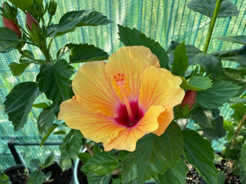 E17BD668-3E37-4C0B-8C44-EAC27BBB868C - 001 - Hibiscusi