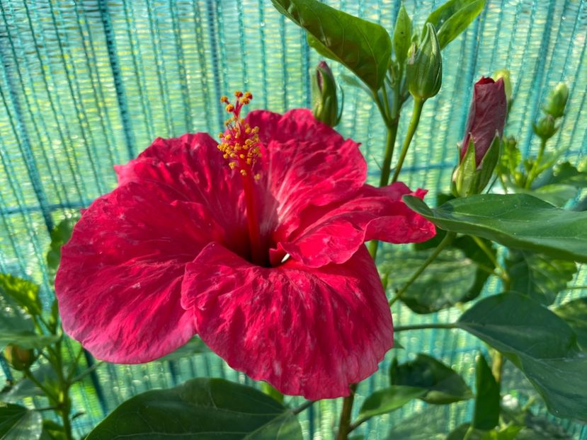 CC9C4FBC-AA05-4C79-A373-F61A290BF551 - 001 - Hibiscusi