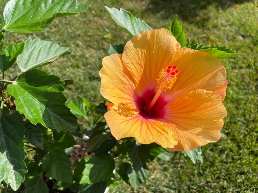 3606D554-42B1-404C-AB4B-42F105EF1744 - 001 - Hibiscusi