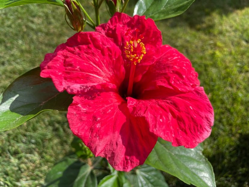 690E6DD0-BAA7-432B-ADCD-3B090FA644A2 - 001 - Hibiscusi