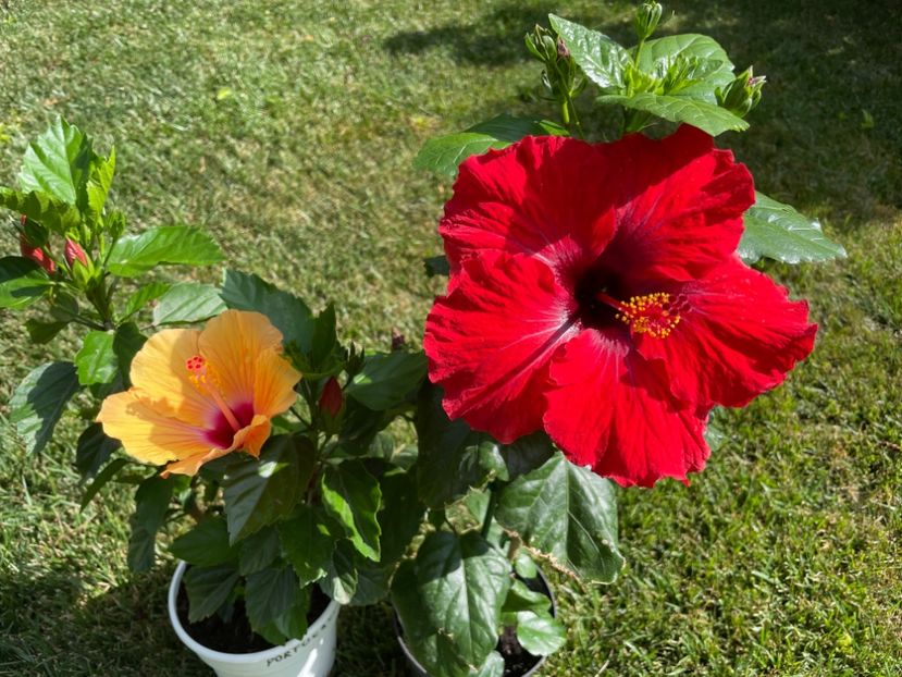 632C9EEB-C605-4FC0-991B-A28C1D1E7CEC - 001 - Hibiscusi