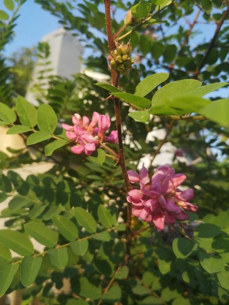 salcam roz 29.06 - arbori ornamentali 2023