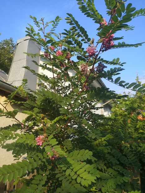 inflorire 2 - arbori ornamentali 2023