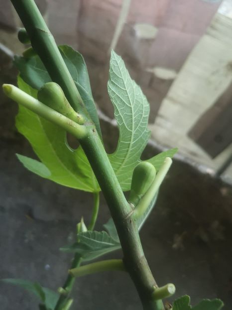  - arbori fructiferi 2023