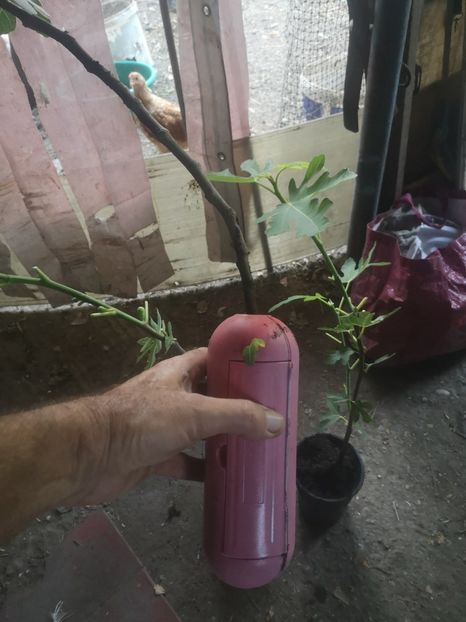  - arbori fructiferi 2023