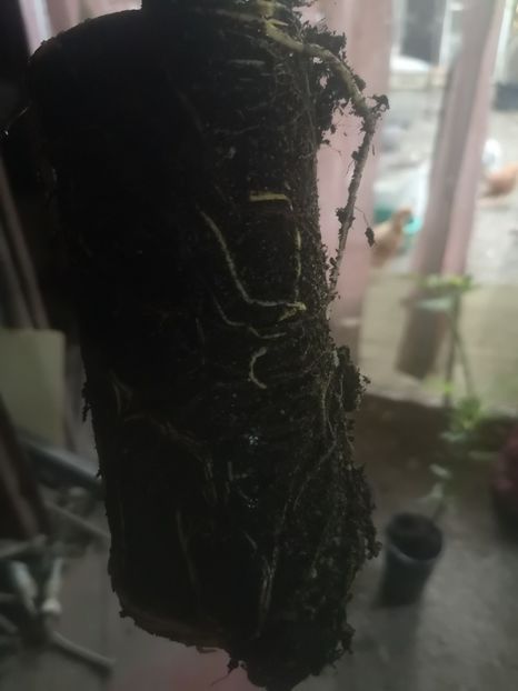  - arbori fructiferi 2023