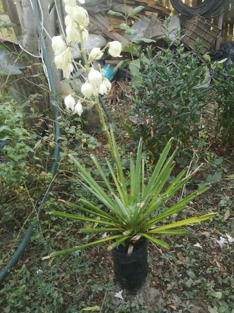 yucca de gradina 15lei - aaPlante ornamentale disponibile