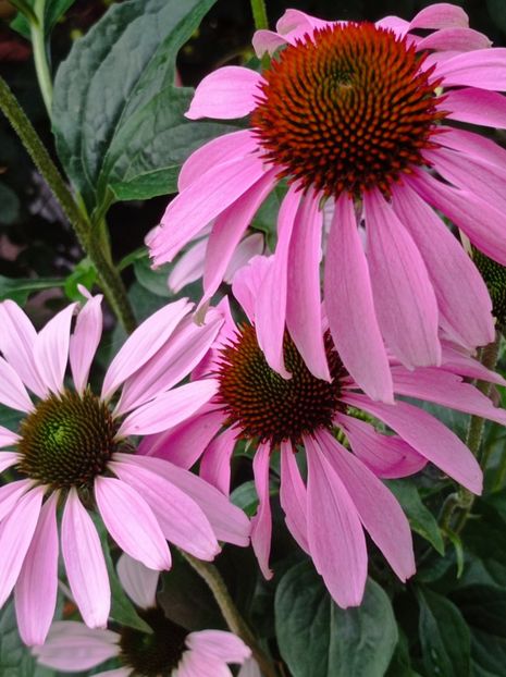  - dragostea  de natura