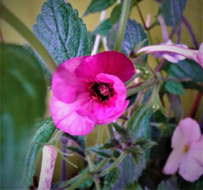  - 000018 ACHIMENES