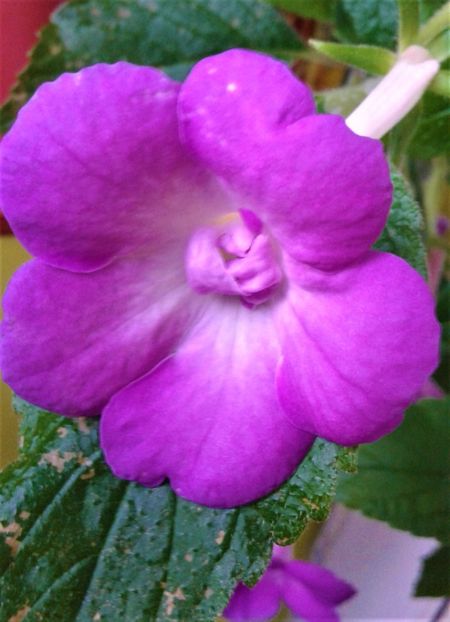  - 000018 ACHIMENES