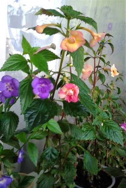  - 000018 ACHIMENES
