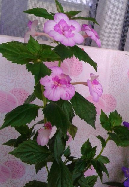  - 000018 ACHIMENES
