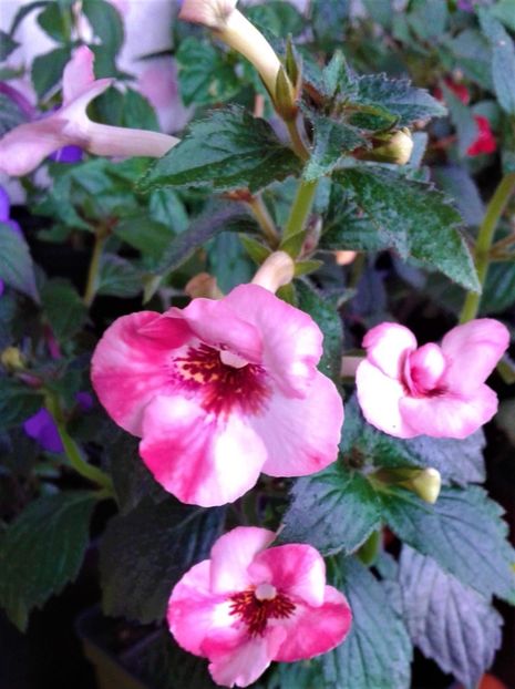 20230629_190014-4 - 000018 ACHIMENES